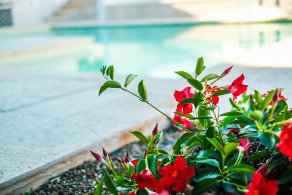 struttura-storia-la-magnolia-apulian-bed-and-breakfast-rooms-pool-relax-discover-polignano-018 struttura-storia-la-magnolia-apulian-bed-and-breakfast-rooms-pool-relax-discover-polignano-018